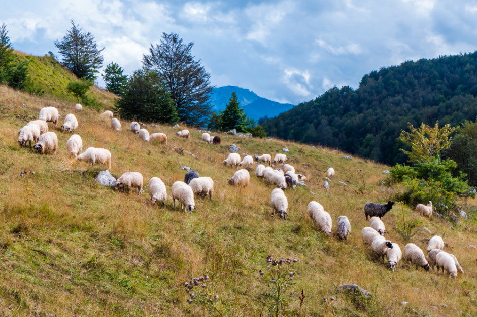 Kończy się tegoroczny wypas owiec na górskich pastwiskach
