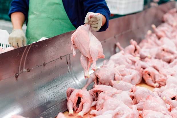 fot. shutterstock Węgierskie media: ogromny wzrost importu mięsa drobiowego - głównie z Polski
