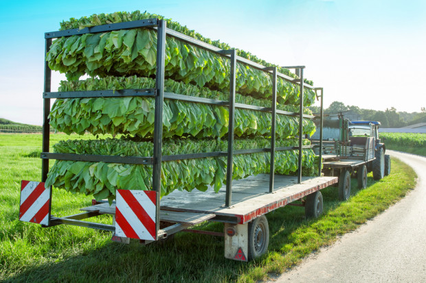 fot. shutterstock Polska wśród 5 największych producentów tytoniu w UE