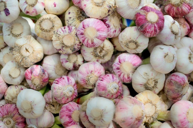 fot. pixabay.com Ukraina będzie w czołówce producentów czosnku w UE?