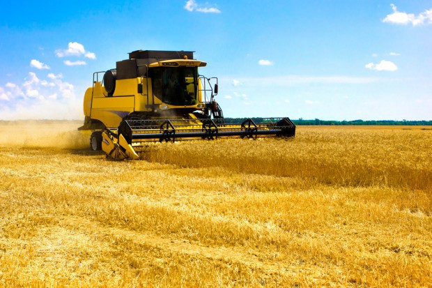 fot. shutterstock IERiGŻ: Zbiory zbóż w 2017 r. na poziomie 07 mld ton (raport)