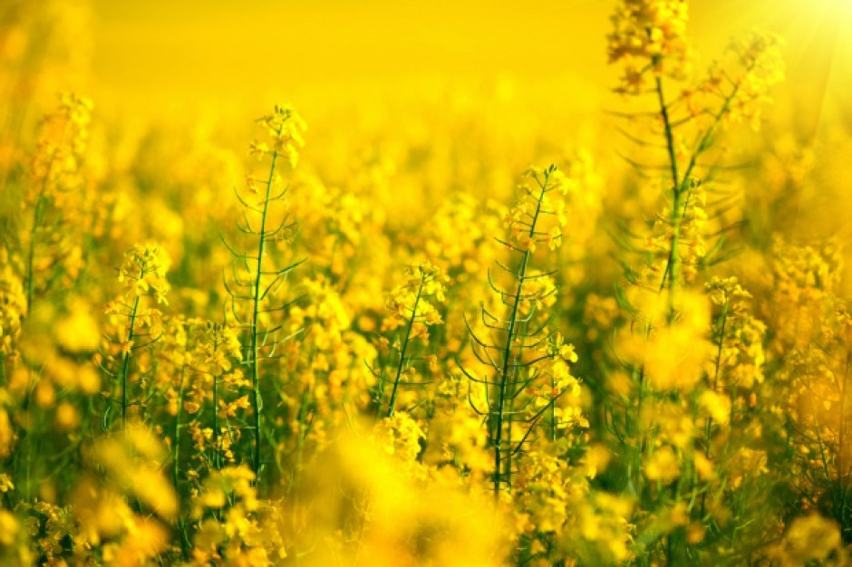 fot. shutterstock IERiGŻ: Większa produkcja głównych wyrobów przemysłu tłuszczowego (raport)