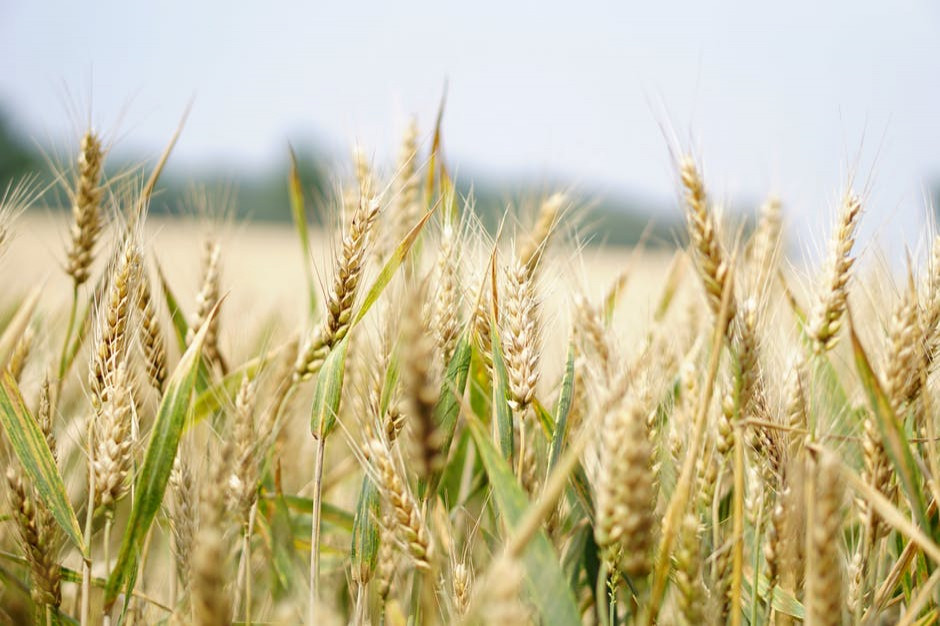 Coraz wyższe prognozy zbiorów pszenicy