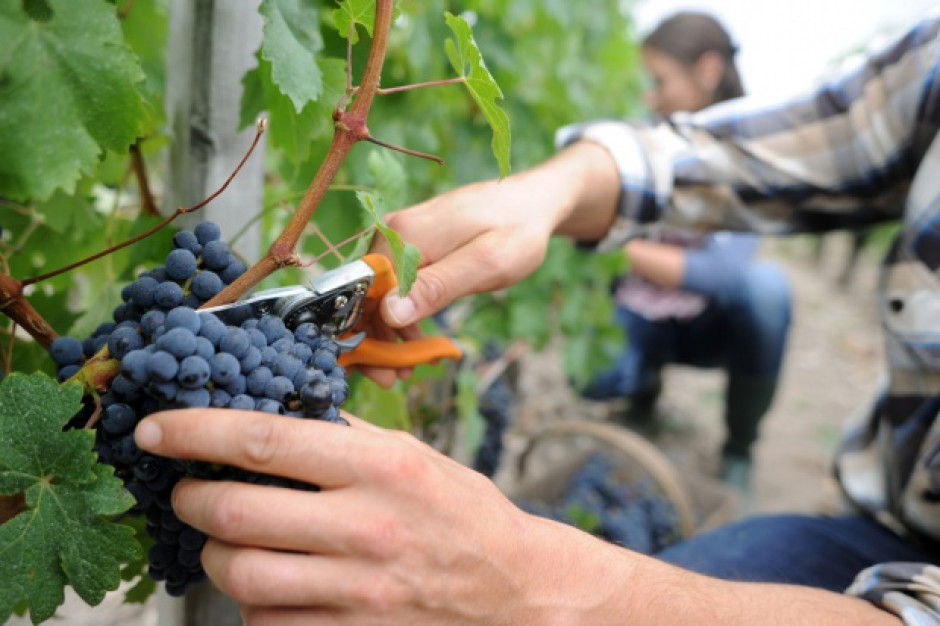 We Włoszech koniec winobrania, z powodu suszy wina będzie mniej