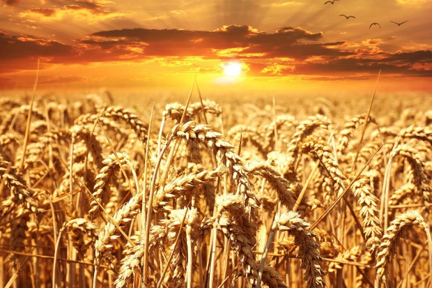 fot. shutterstock BASF: Rolnictwo będzie musiało wyżywić 10 mld ludzi