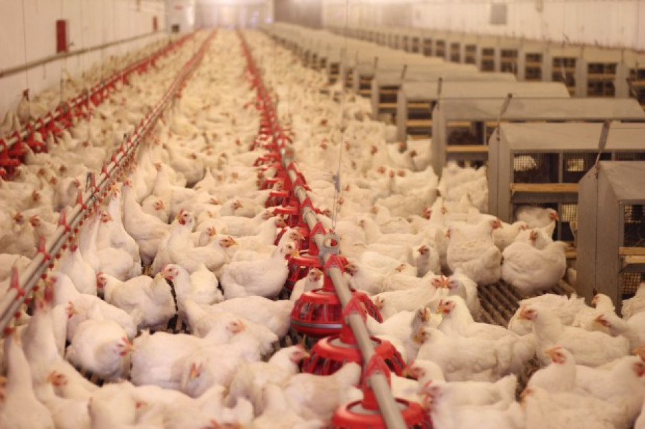 IERiGŻ: Poprawia się opłacalność produkcji kurcząt