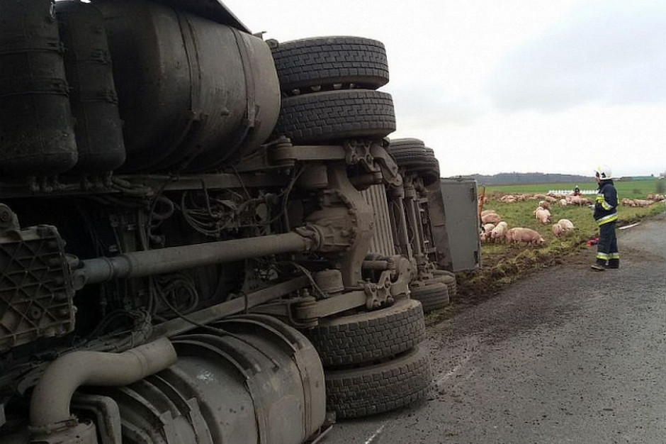 fot. za farmer.pl - KP PSP Piła Strażacy ratowali tuczniki uwięzione w tirze
