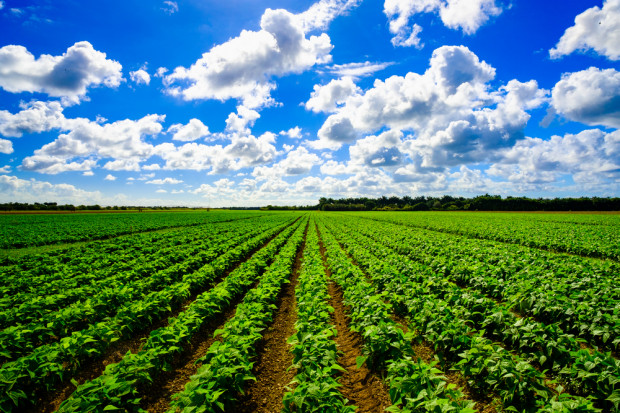 fot. shutterstock Eksperci: Poprawa jakości ziemi uprawnej pomaga wychwycić CO2