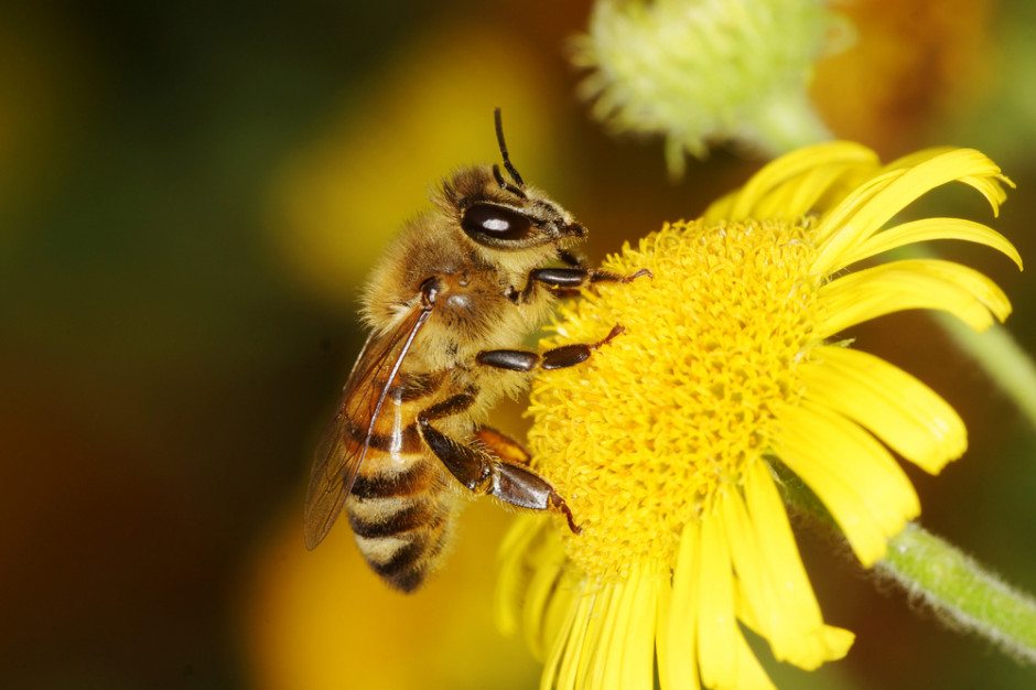 Wielkopolskie: W trosce o pszczoły samorządy sfinansują zakup miododajnych drzew 