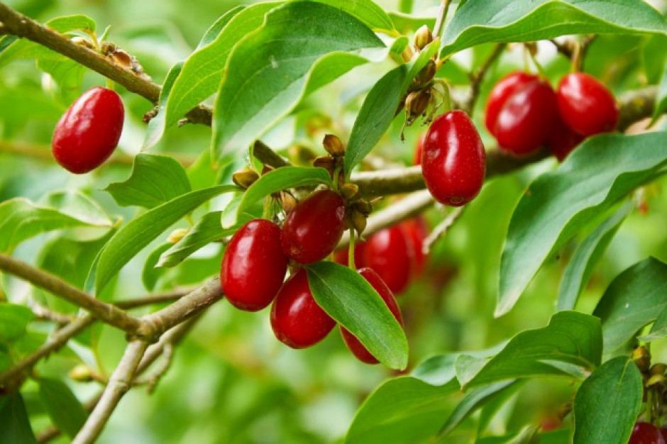 fot. shutterstock Owoce derenia coraz popularniejsze