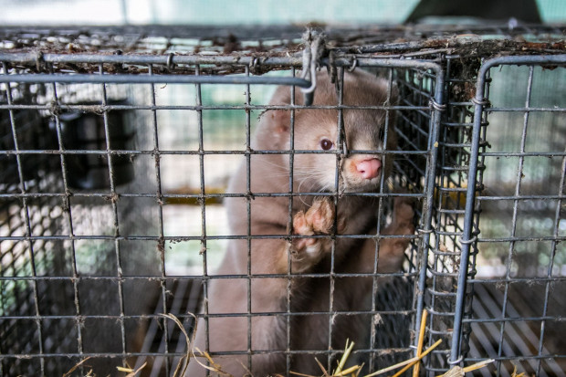 fot. shutterstock Zoolog: Zakaz hodowli norek nie sprawi, że ludzie przestaną kupować futra