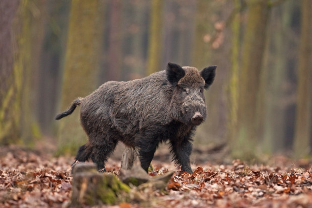 Żołnierze i leśnicy po wykryciu dzika z ASF przeczesują lasy