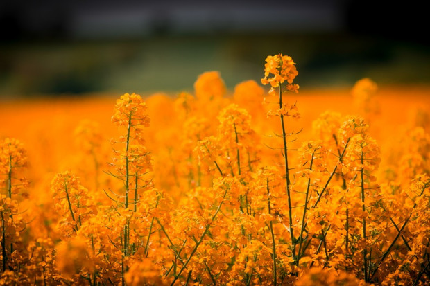 fot. pixabay.com Duży wzrost powierzchni zasiewów rzepaku na Ukrainie