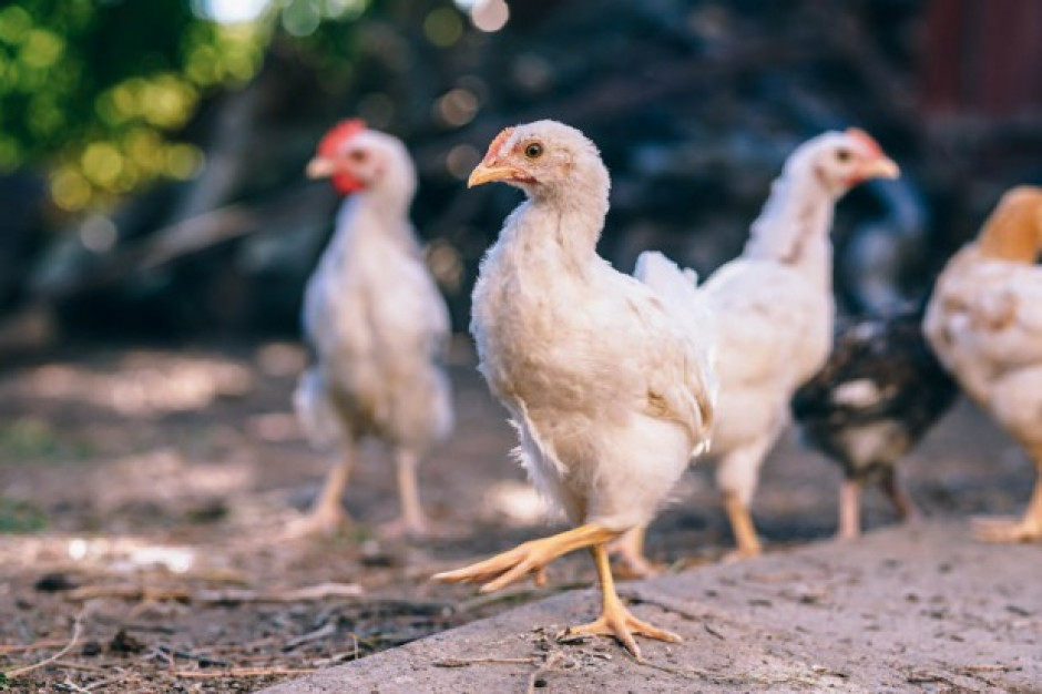 Rekordowa produkcja piskląt brojlerów w październiku