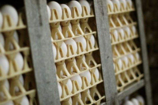 fot. shutterstock Nie będzie odszkodowań dla producentów jaj zarażonych salmonellą