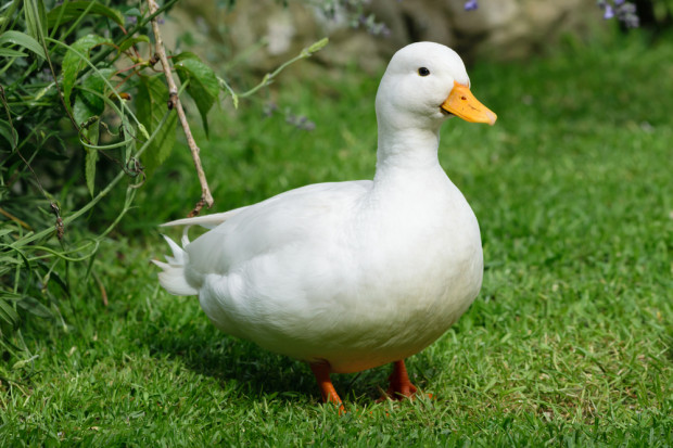 fot. shutterstock W Holandii nakaz zamknięcia drobiu w pomieszczeniach w związku z ptasią grypą