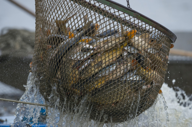 fot. shutterstock Kraje UE porozumiały się co do połowów na Atlantyku, Bałtyku i Morzu Północnym