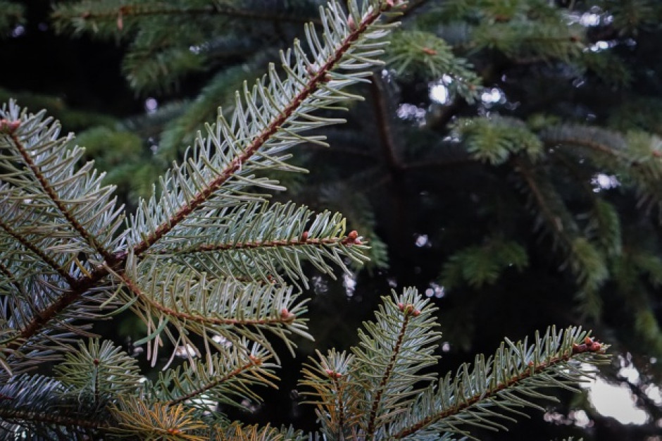 fot. shutterstock Ekolog: zarówno choinki naturalne, jak i sztuczne niedobre dla środowiska