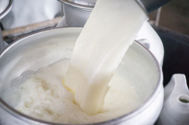 fot. shutterstock Rośnie produkcja mleka w Rumunii