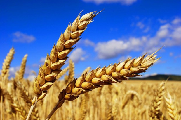 fot. shutterstock "Science": Naukowcy znaleźli sposób na groźną chorobę pszenicy
