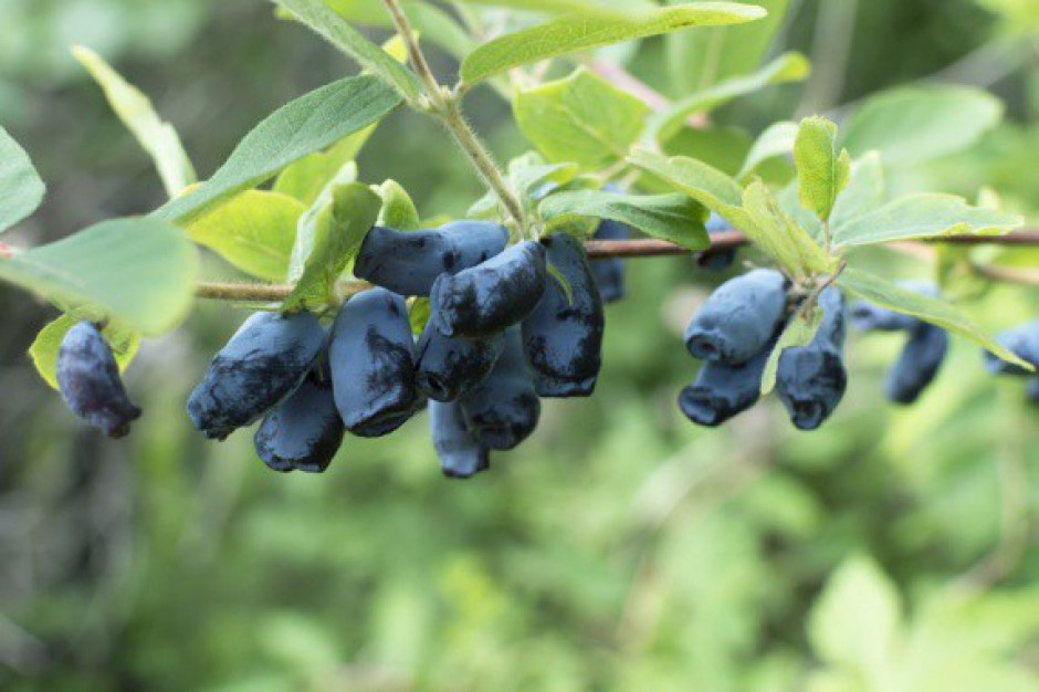 Blue Haskap: Rośnie popularność jagody kamczackiej w Polsce