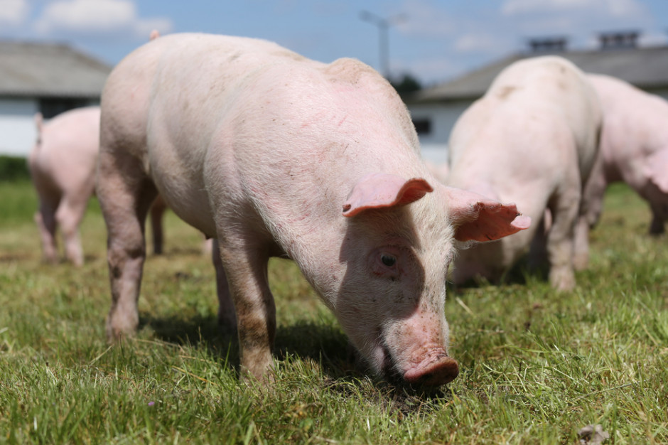 Fot. shutterstock ARiMR: Refundacja 80 proc. kosztów bioasekuracji gospodarstw ze stref ASF