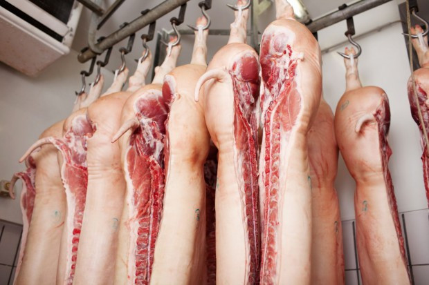 fot. shutterstock BGŻ BNP Paribas: Obecny rok będzie dla producentów świń trudniejszy niż miniony