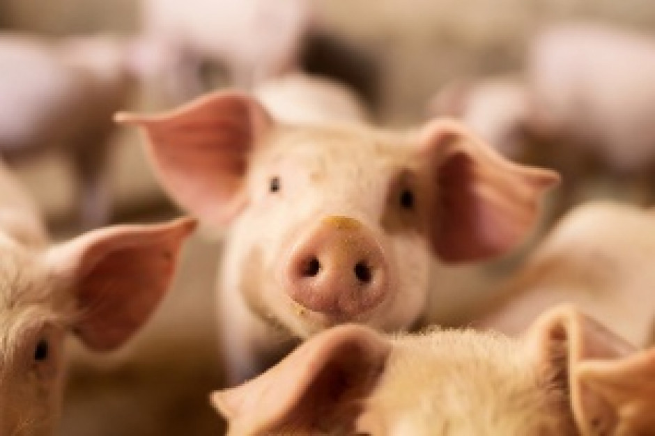 fot. shutterstock 111 producentów rolnych i zakładów przetwórczych z certyfikatem jakości żywności QAFP