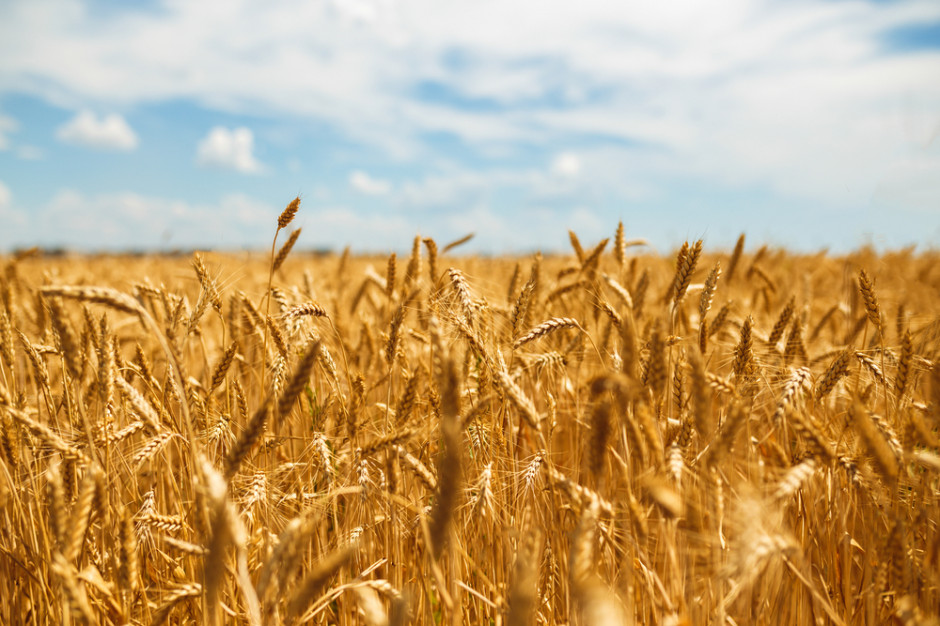 Fot. shutterstock USDA: Zwiększy się światowa produkcja pszenicy