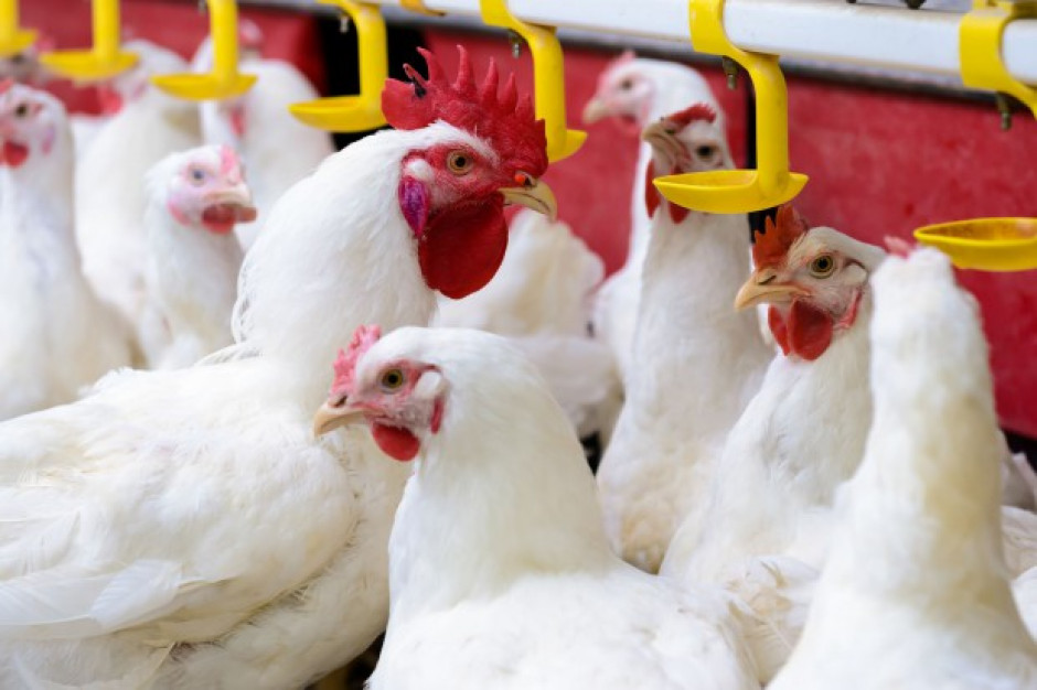 IERiGŻ: Branża drobiarska wciąż odczuwa skutki grypy ptaków