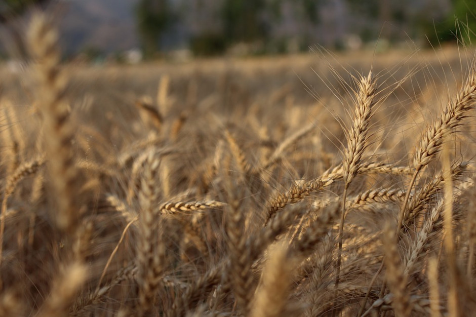 fot. pixabay.com Jeszcze większe prognozy światowych zbiorów pszenicy, ale mniejsze dotyczące całkowitej podaży