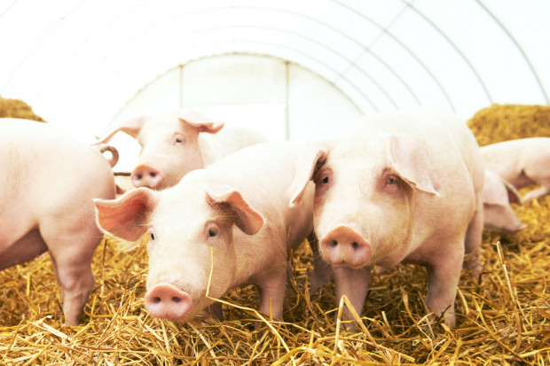 Fot. shutterstock Ukraina wstrzymuje import trzody chlewnej i wieprzowiny z woj. warmińsko-mazurskiego