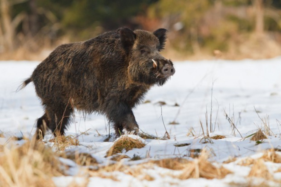 fot. shutterstock ASF u dzików: 58 nowych przypadków choroby