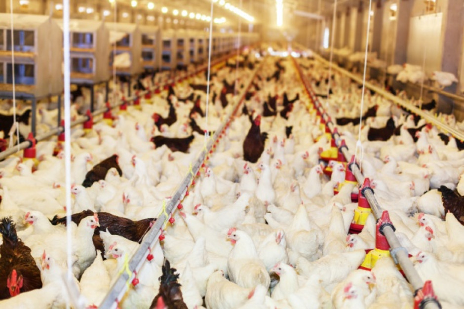 fot. shutterstock Produkcja drobiu hamowana przez epidemię grypy ptaków