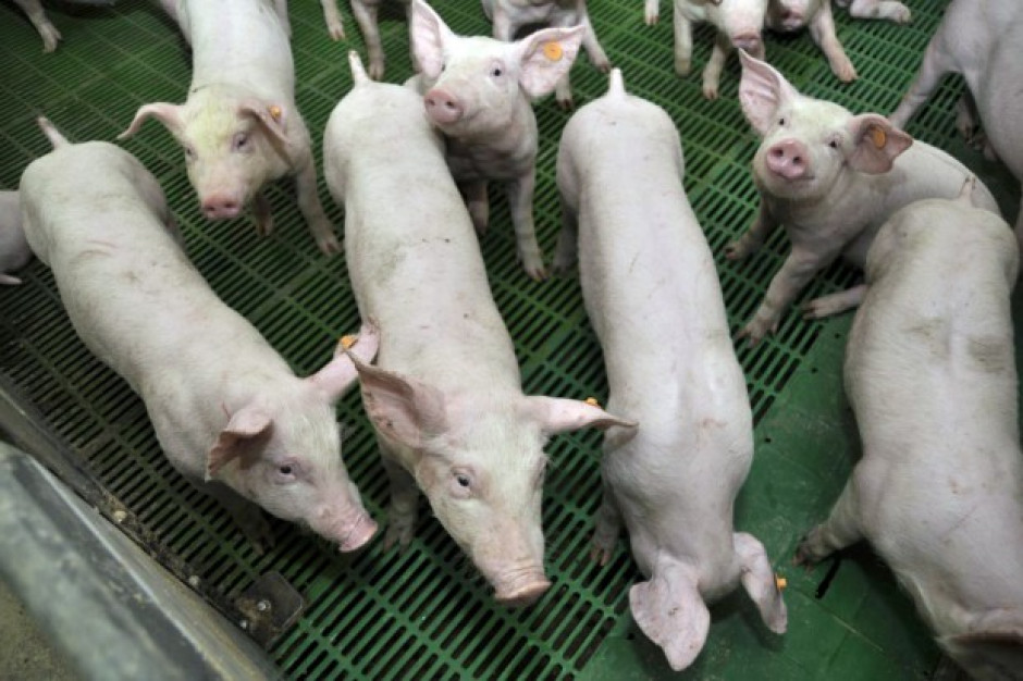 Fot. za Farmer.pl Trzoda chlewna: Ożywienie na rynku możliwe w II połowie roku