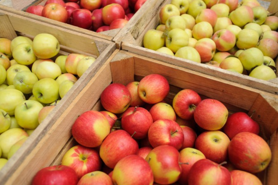 fot. shutterstock Czy polscy sadownicy obawiają się ukraińskich producentów?