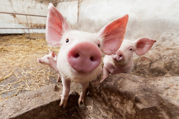 fot. shutterstock MRiRW: bioasekuracja ferm trzody chlewnej będzie w całym kraju