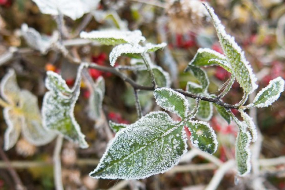 fot. shutterstock Biolog: Wydłuża się okres występowania groźnych dla upraw przymrozków (wideo)