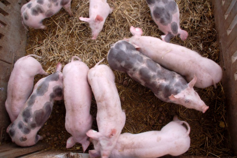 Fot. Fotolia Nowe zasady bioasekuracji będą obowiązkowe