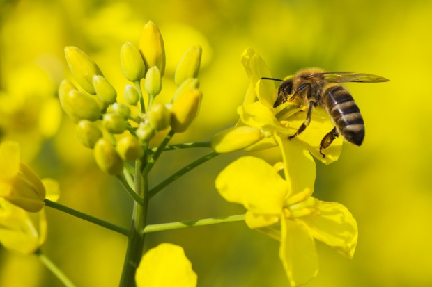 fot. shutterstock Ceny rzepaku dynamicznie rosną