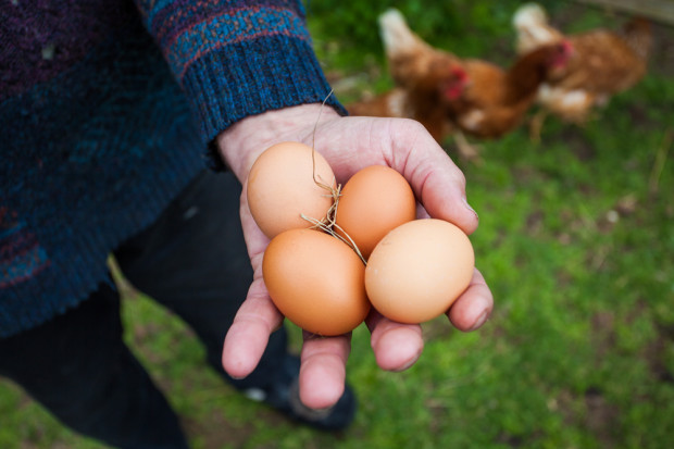 fot. shutterstock Wielka Brytania: Jaja z wolnego wybiegu stanowią już połowę rynku