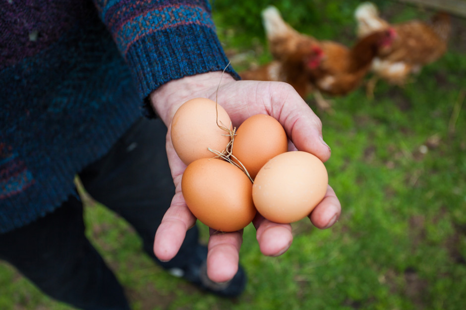 fot. shutterstock Wielka Brytania: Jaja z wolnego wybiegu stanowią już połowę rynku