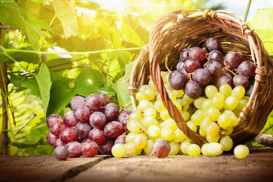 fot. shutterstock Naukowcy: Składniki winogron mogą łagodzić objawy depresji