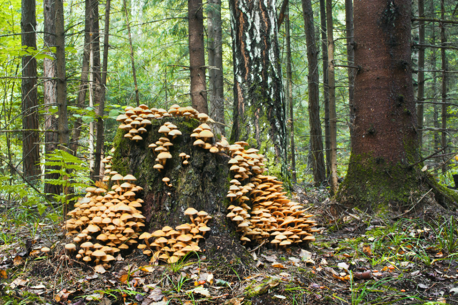 Naukowcy badają medyczne zastosowanie grzybów z Puszczy Białowieskiej