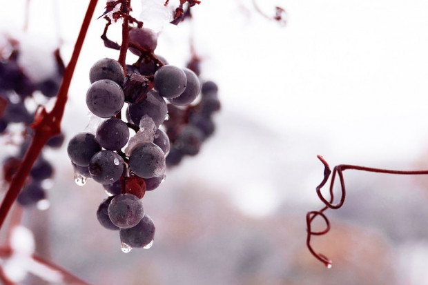 fot. shutterstock.com Zachodniopomorskie / Baniewice: Zebrano winogrona na wino lodowe