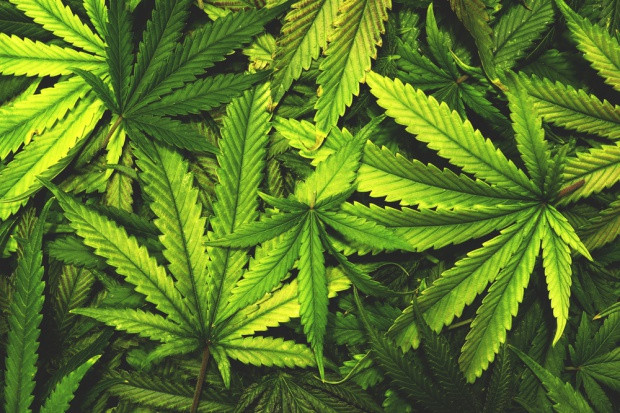 Zdjęcie ilustracyjne /fot. Shutterstock Fitoinżynieria rozpoczyna się od właściwej uprawy roślin