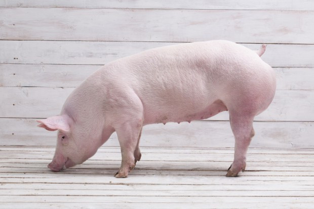fot. shutterstock Chiny: Sztuczna inteligencja pomoże hodowcom świń