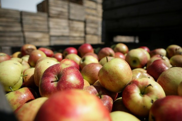 fot. PTWP Rosja zakazuje importu jabłek z 31 białoruskich firm