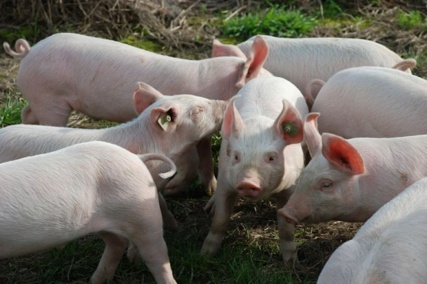 fot. pixabay.com Rolnicy z łódzkiego: Jeśli nie ASF, to wykończy nas bioasekuracja