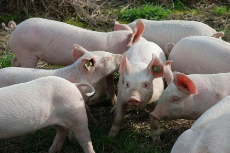 fot. pixabay.com Rolnicy z łódzkiego: Jeśli nie ASF, to wykończy nas bioasekuracja